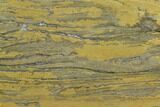 Polished Stromatolite (Kussiella) Slab - Billion Years #129147-1
